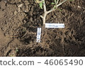 Tension condition of the root of Nasu 46065490