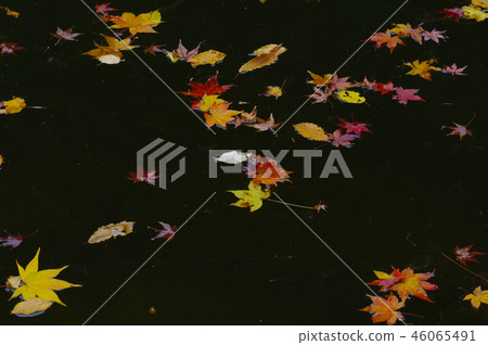 鎌倉湖秋葉 鎌倉湖秋葉 46065491