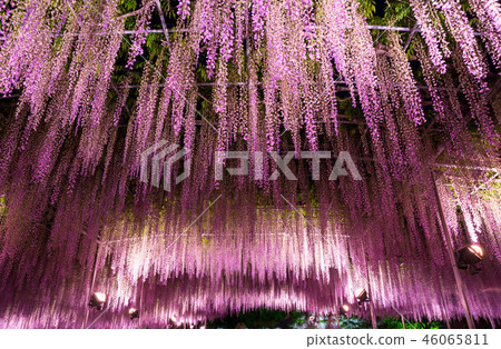 足利花卉公園Otoso點亮（Ashiga，Tochigi）2018年4月 46065811