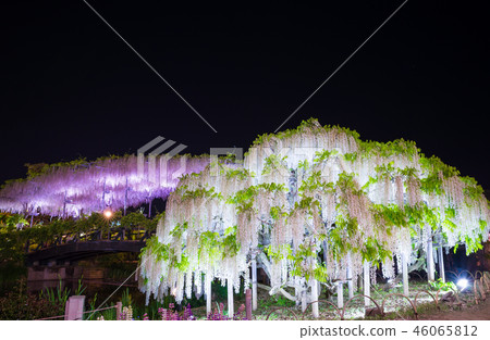 Ashikaga Flower Park Shirafuji Usuku Bridge Light up (Ashiga, Tochigi) April 2018 46065812