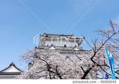 小田原櫻花節 小田原櫻花節 46066049