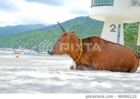 Brown old sitting cow on beach near trees, ocean Brown old sitting cow on beach near trees, ocean 46066128