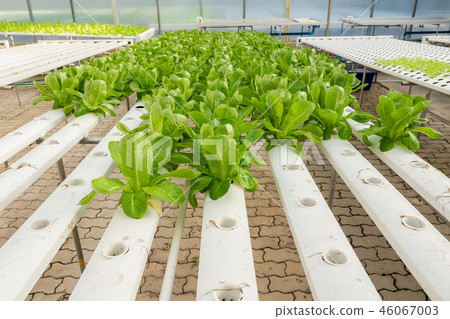 Soilless agriculture of green vegetables Soilless agriculture of green vegetables 46067003