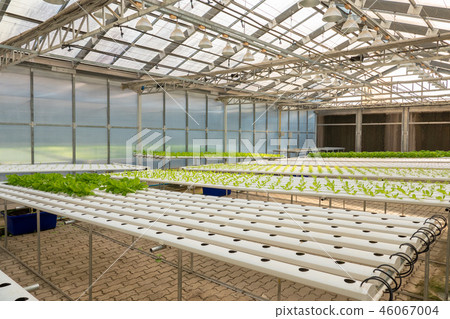 Soilless agriculture of green vegetables Soilless agriculture of green vegetables 46067004