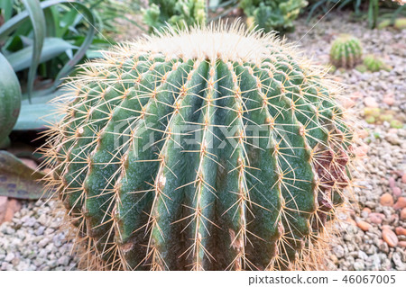 Close up of a golden barrel cactus Close up of a golden barrel cactus 46067005