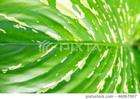 Soft focus, Green leaf texture background 46067007