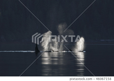 Orcases Orcases 46067158