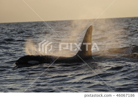 Orcases Orcases 46067186