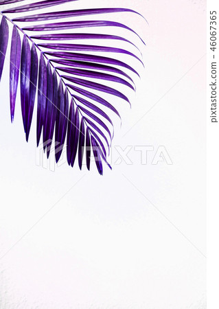 Purple tropical palm leaf against white wall Purple tropical palm leaf against white wall 46067365