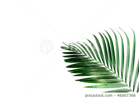 Tropical palm leaf, greenery 46067366