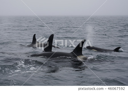 Orcases Orcases 46067592