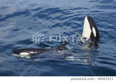 逆戟鯨 逆戟鯨 46067611