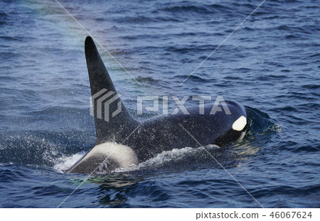 逆戟鯨 46067624