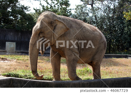 Asian elephant 46067729