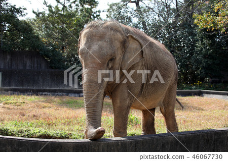 Asian elephant Asian elephant 46067730