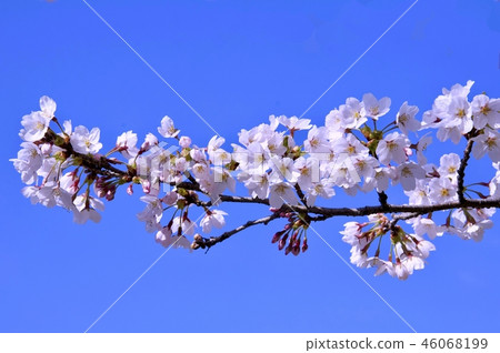 生長在藍天的Iku大豆吉野 46068199