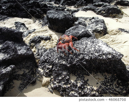 Galapagos Creatures Galapagos Creatures 46068708