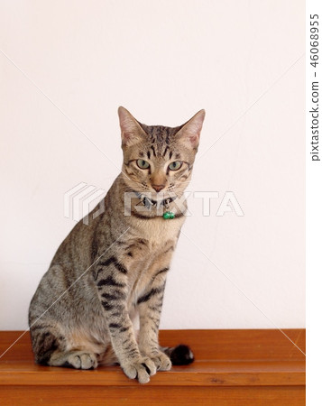 cute short hair young asian kitten grey and black  46068955