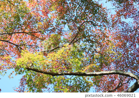 楓葉秋葉 46069021