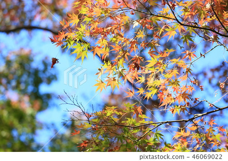 楓葉秋葉 46069022