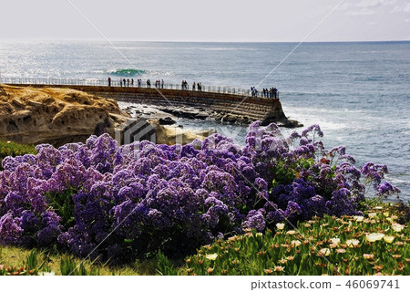 海邊的紫色花叢 46069741