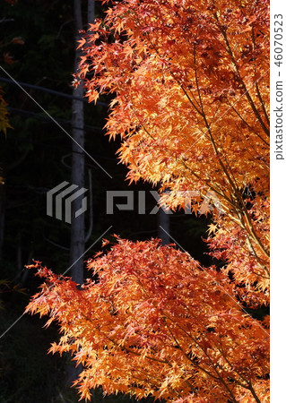 Maple leaves Maple leaves 46070523