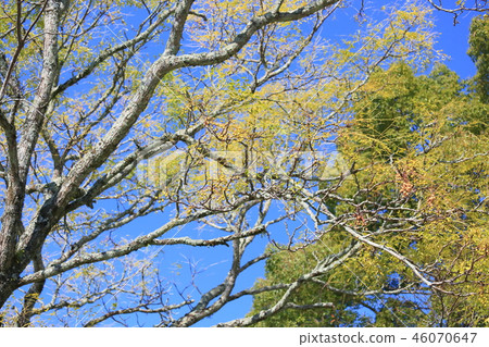 Sendan's fruit Sendan's fruit 46070647