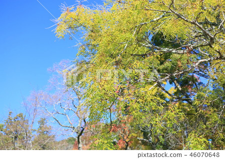 Sendan's fruit Sendan's fruit 46070648