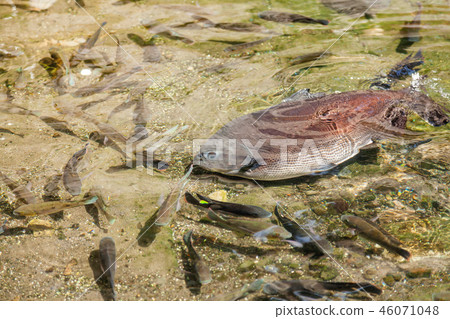Tambaqui, Colossoma macropomum, black pacu 46071048