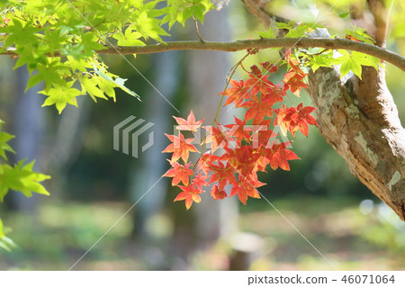 Brilliant autumn leaves 46071064