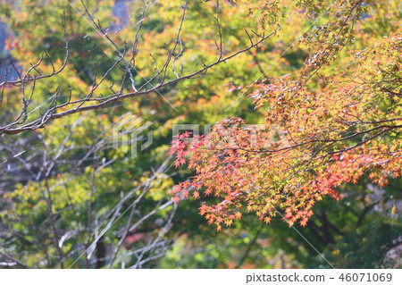燦爛的秋葉 46071069