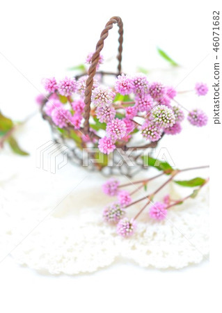 Polygonum in the basket 46071682