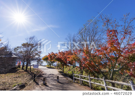 Autumn leaves of Kawaguchiko north shore walking trail 46072029
