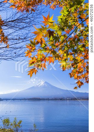 Lake Kawaguchi in autumn and Mt. Fuji and colored maple 46072036