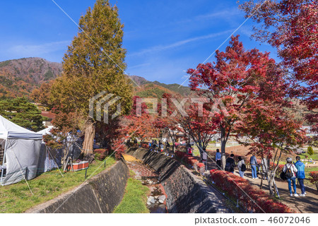 Kawaguchi湖北部岸Momiji走廊風景 Kawaguchi湖北部岸Momiji走廊風景 46072046