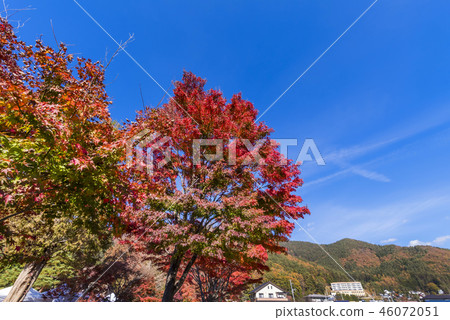 Kawaguchi湖北部岸Momiji走廊風景 46072051