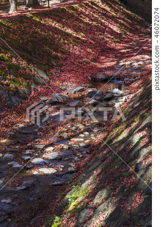 Arikawa和楓葉走廊的彩色葉子的流動 46072074
