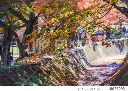 湖Kawaguchiko北部岸Momiji走廊秋葉 46072093