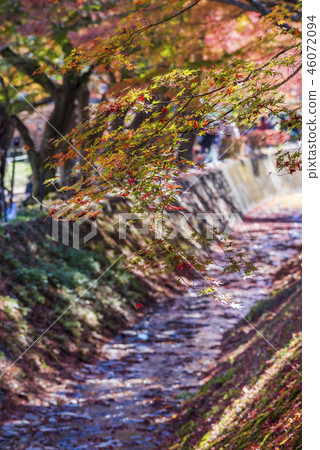 湖Kawaguchiko北部岸Momiji走廊秋葉 46072094