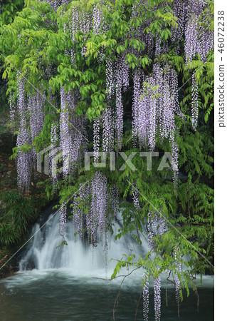 Image of 46072238