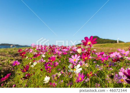 秋天的Ongagawa Cosmos Field [福岡Onga-gun] 46072344