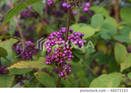Komurasaki Komurasaki 46073193