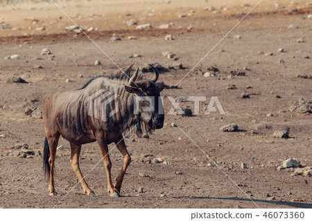 Blue Wildebeest, Namibia Africa wildlife safari 46073360