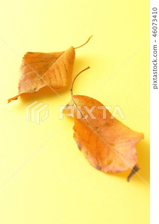 Dead leaves Dead leaves 46073410