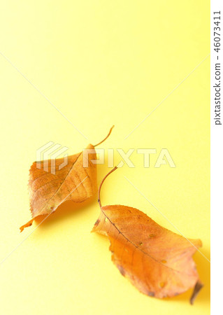 Dead leaves Dead leaves 46073411
