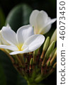 White plumeria 46073450