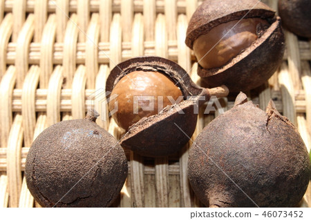 Macadamia nut 46073452