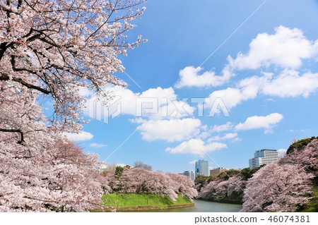 Chidori-ga-don of the blue sky where the cherry blossoms bloom Chidori-ga-don of the blue sky where the cherry blossoms bloom 46074381