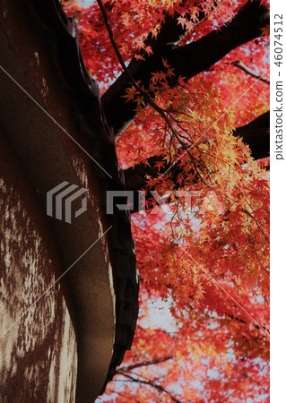 Autumn leaves and shadows Autumn leaves and shadows 46074512