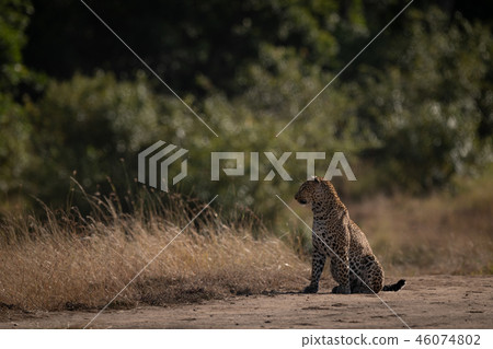 Leopard sits on sandy ground looking left Leopard sits on sandy ground looking left 46074802
